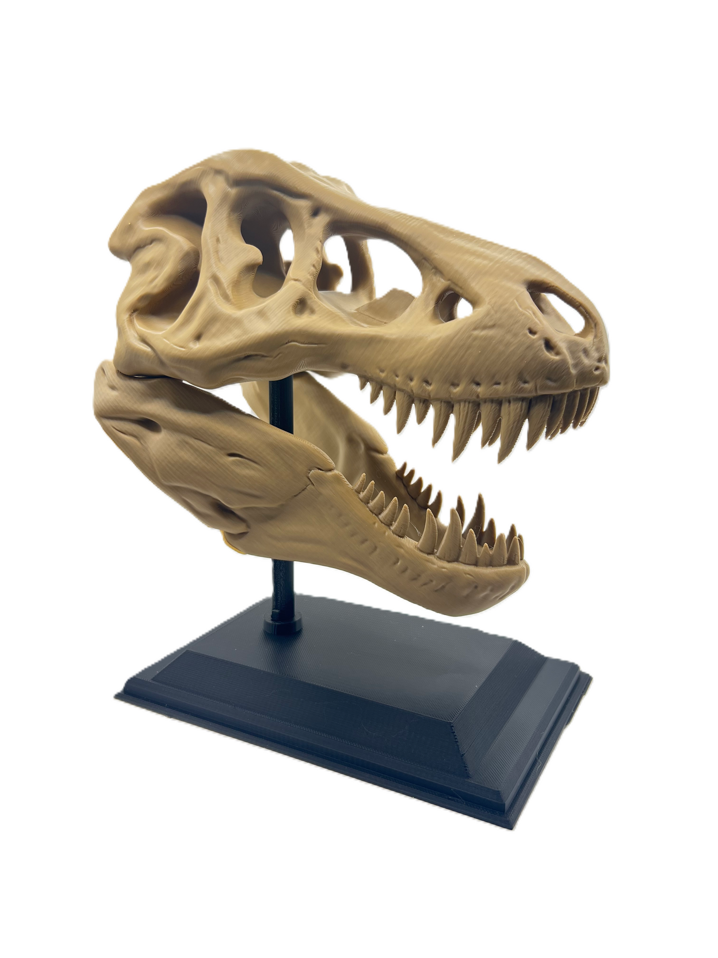 T-rex Skull