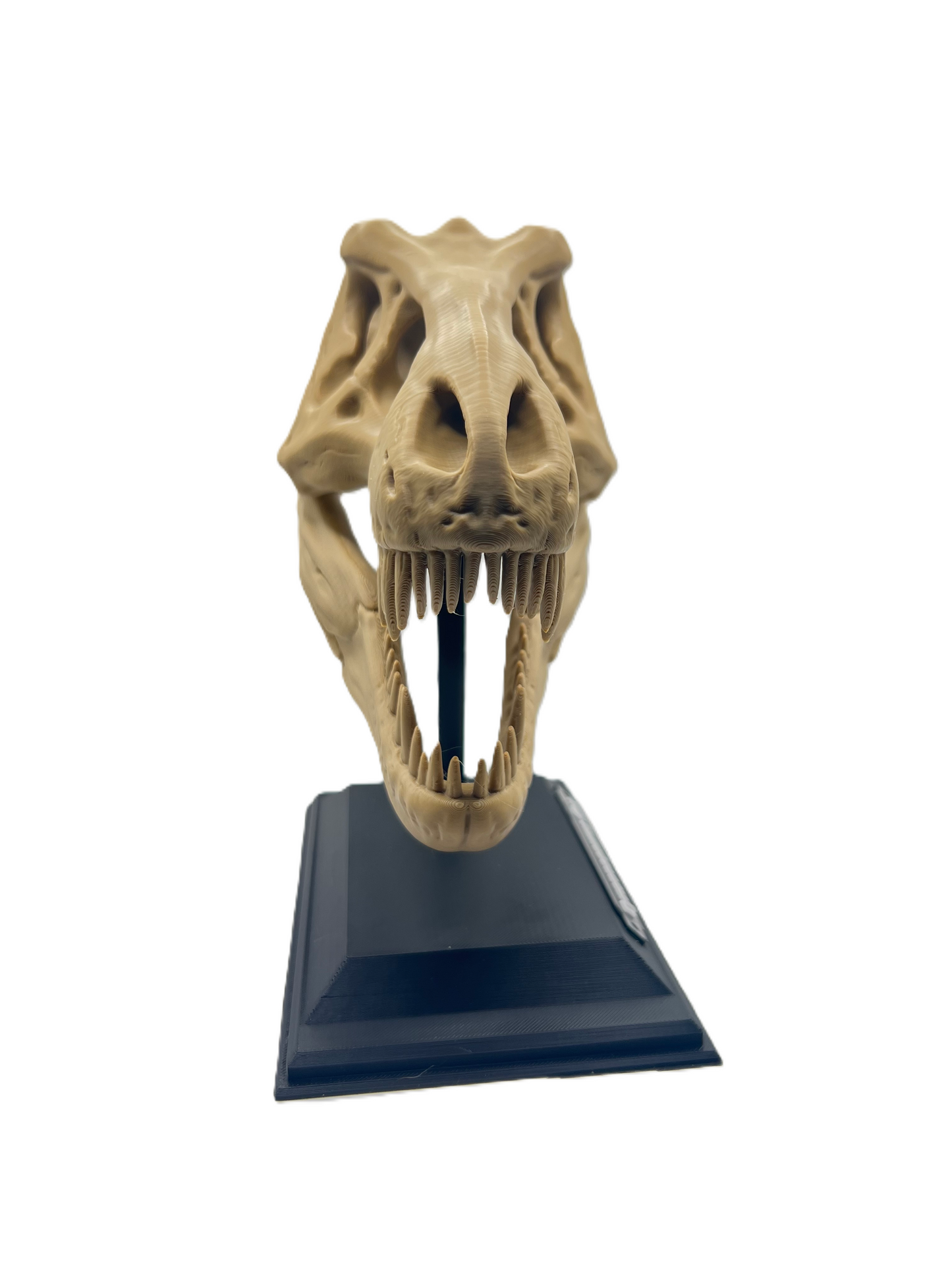 T-rex Skull
