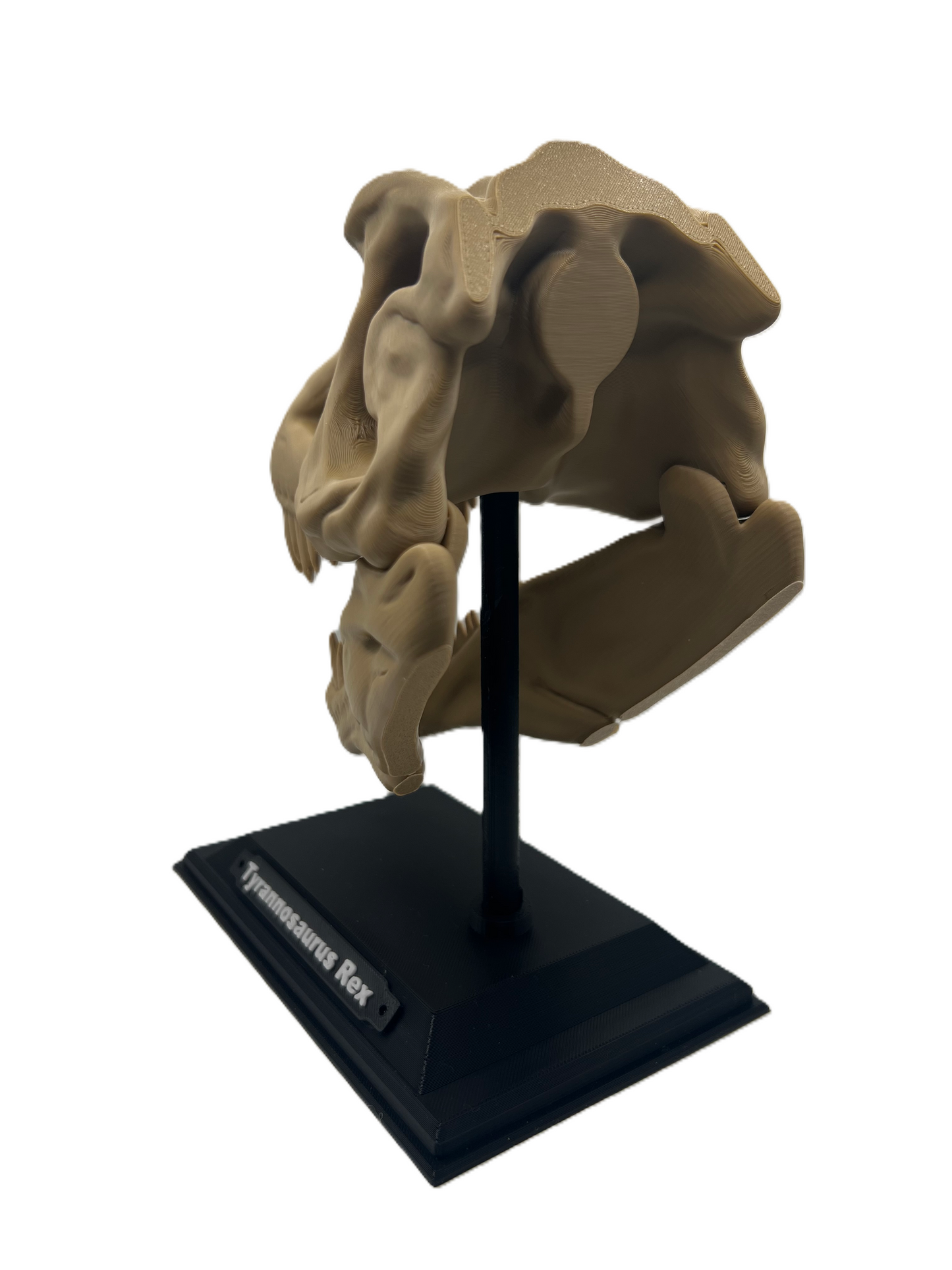 T-rex Skull