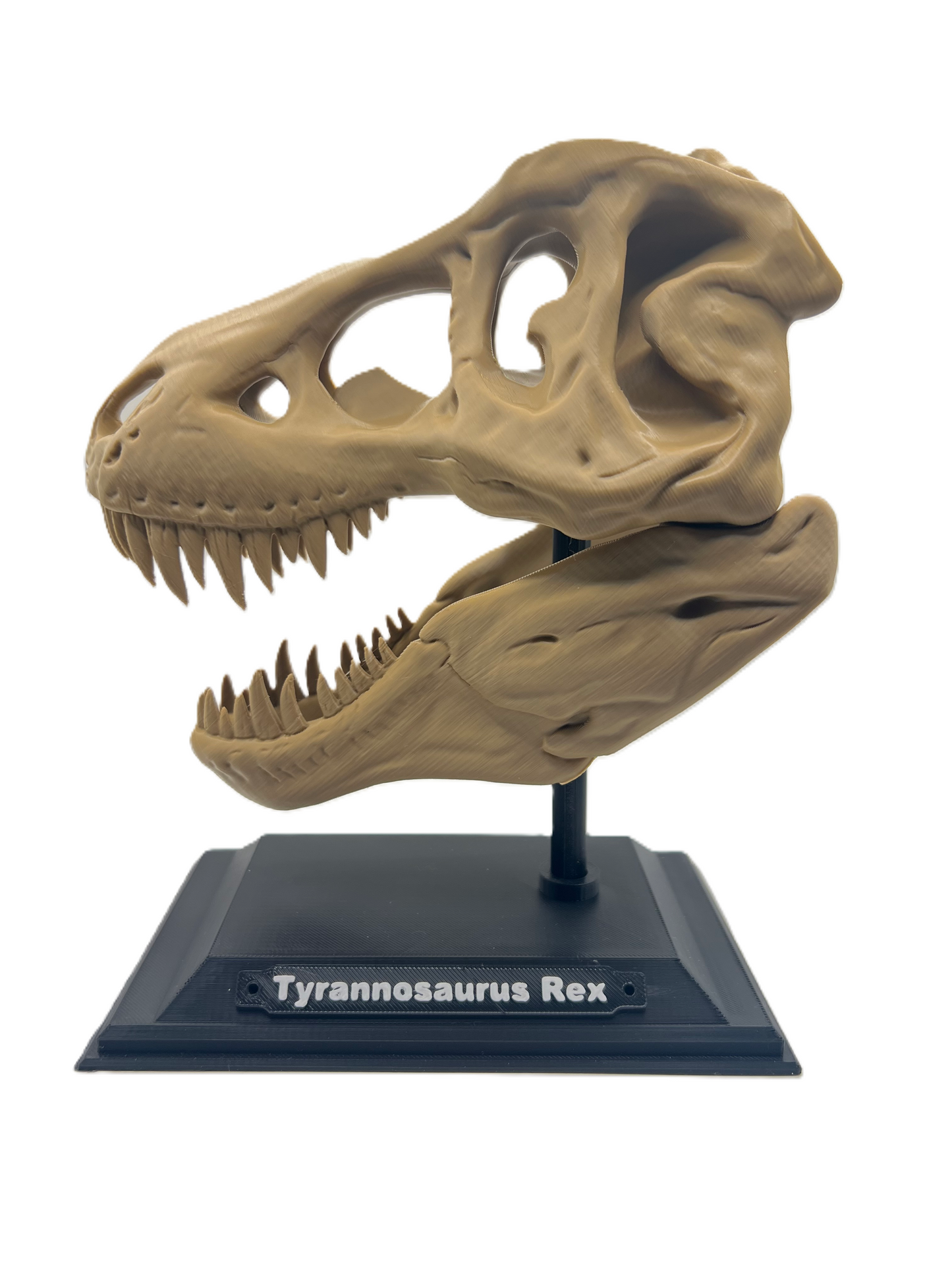T-rex Skull