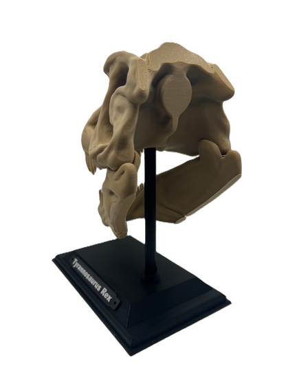 T-rex Skull